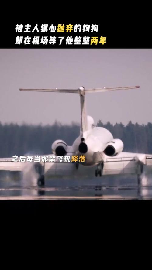 狗狗飞机场等主人